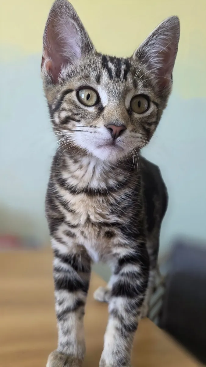 Cats 🐈 - Image 3