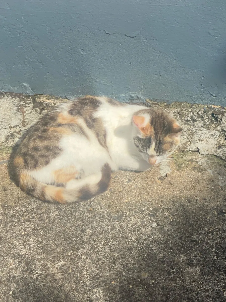 Cat to good home - Image 1