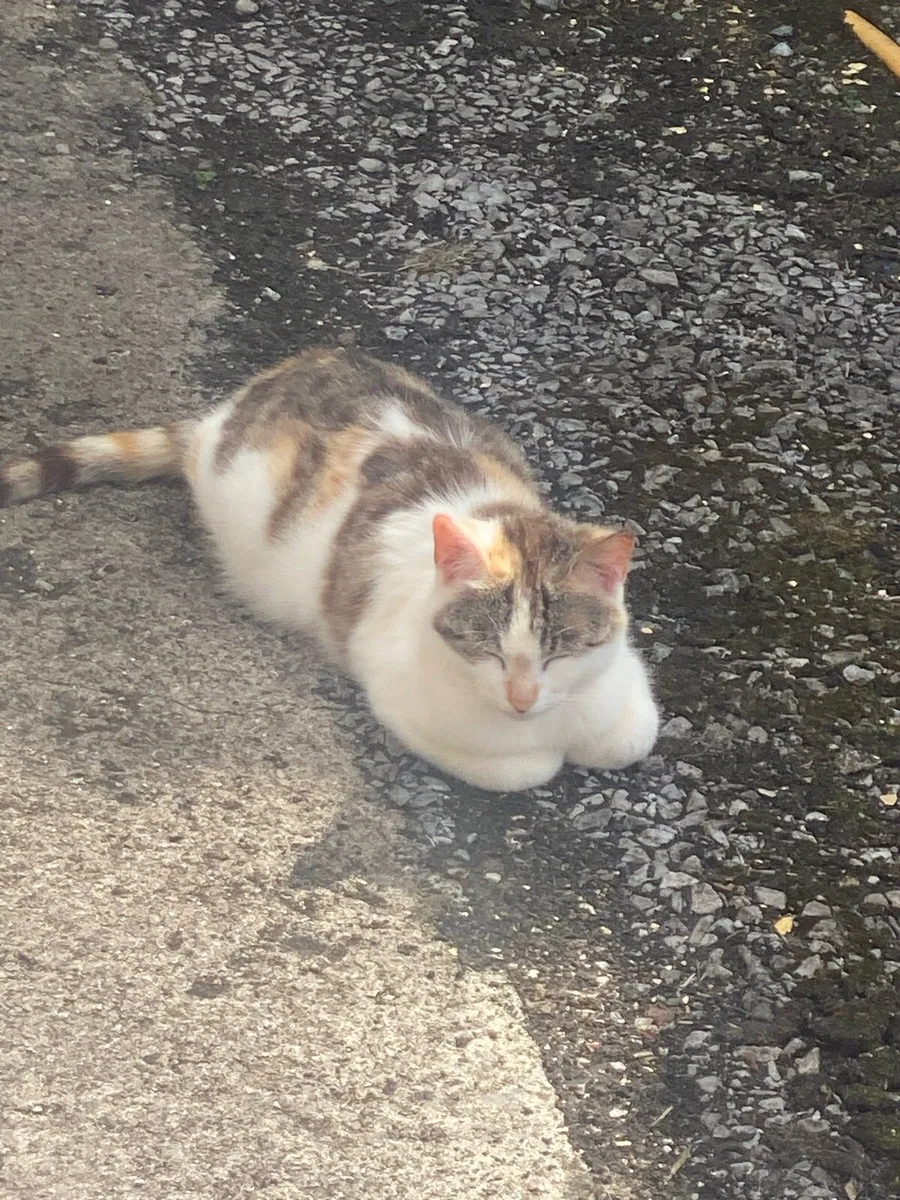 Cat to good home - Image 2