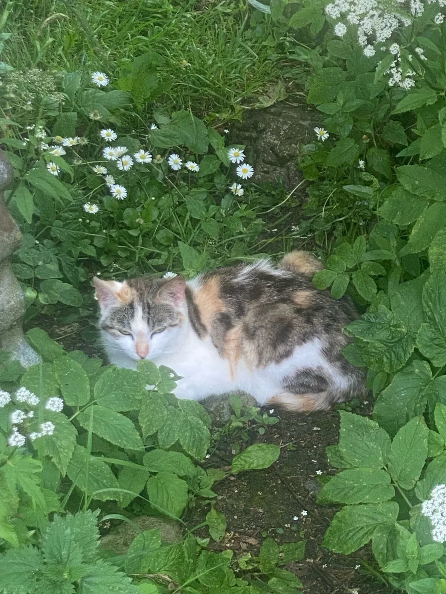 Cat to good home - Image 3