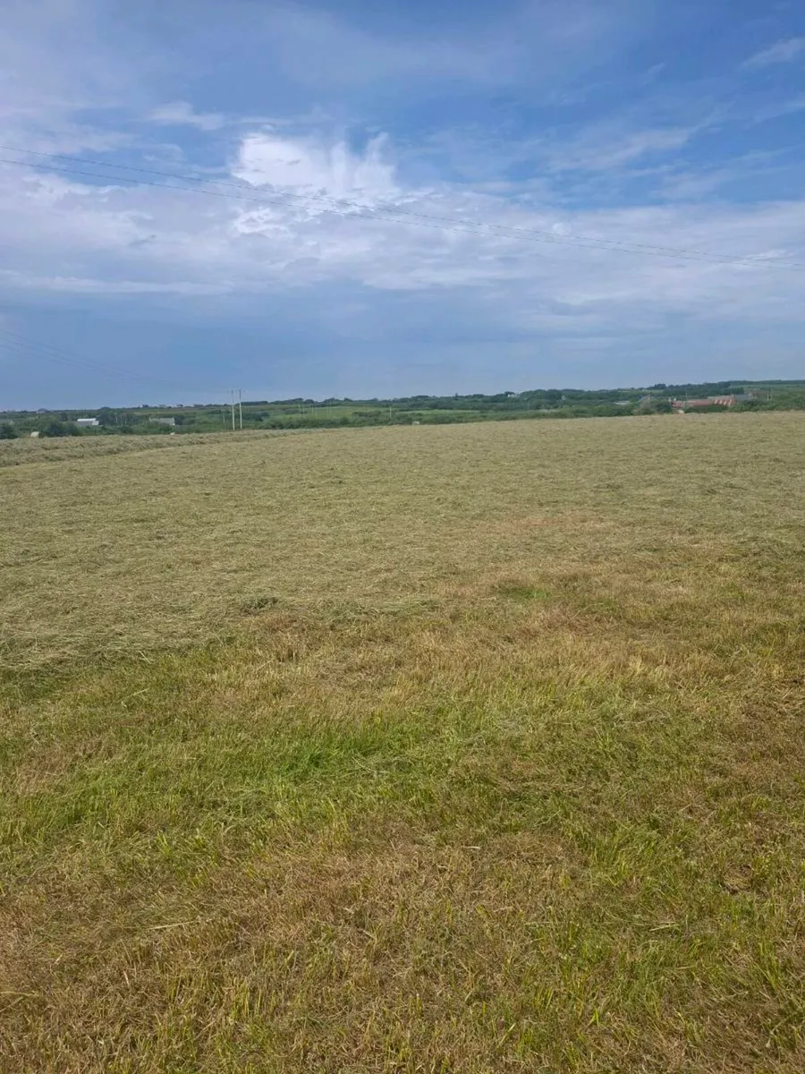 Organic hay for sale off the field - Image 1