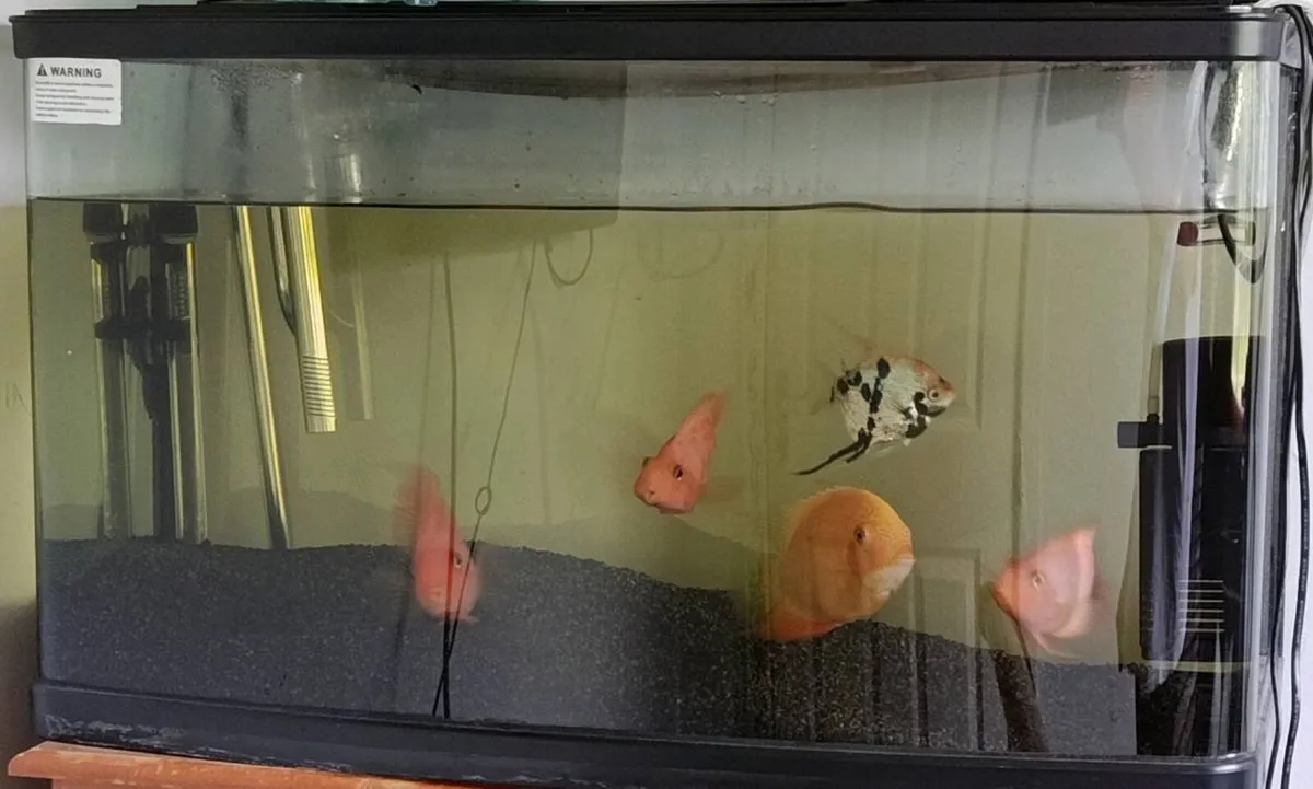 aquarium for sale with 6 fish - Image 2