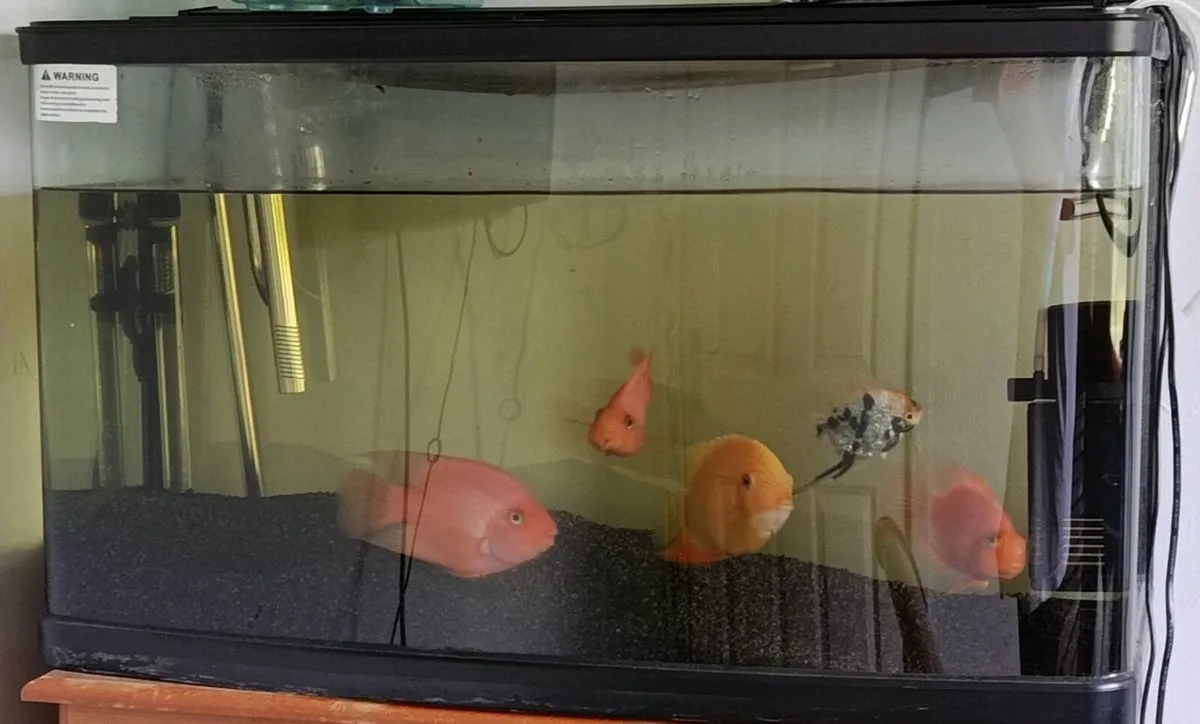 aquarium for sale with 6 fish - Image 1