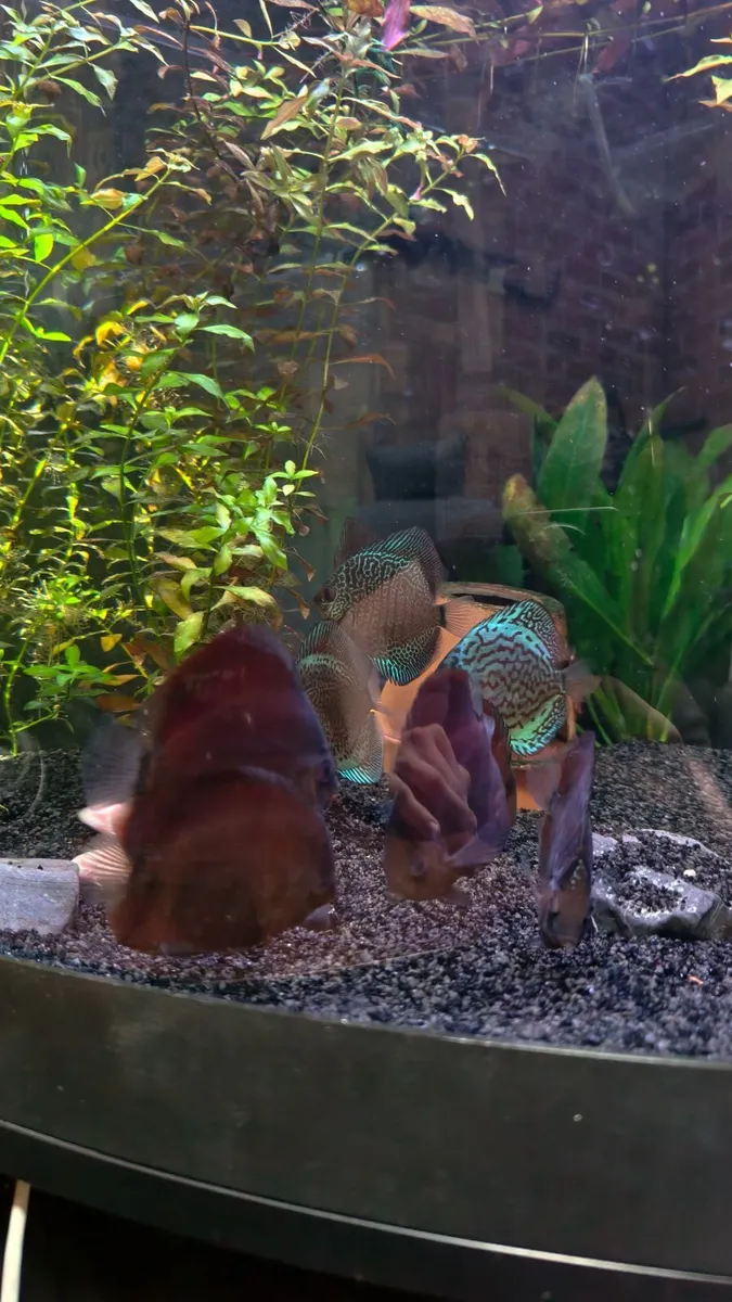 Discus - Image 3