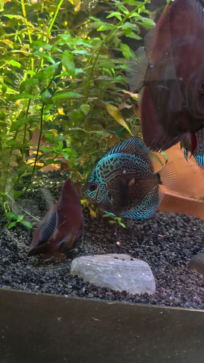 Discus - Image 4