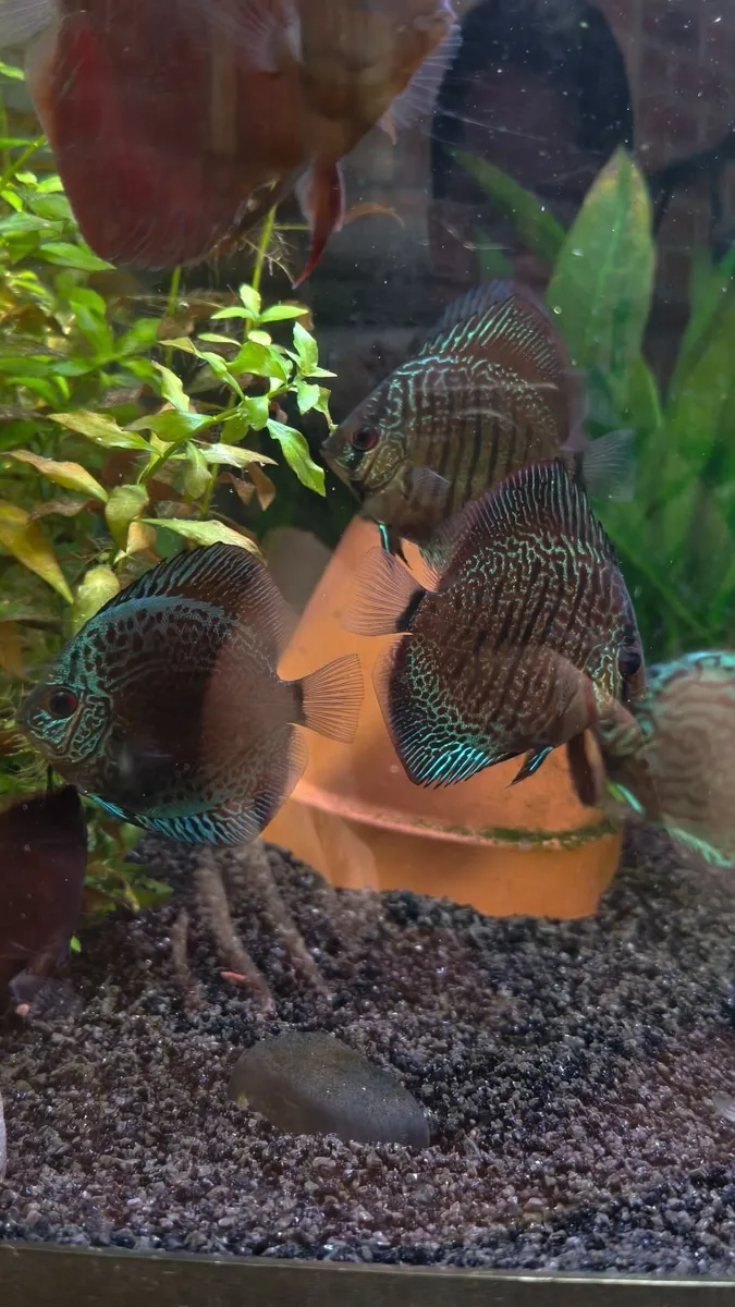 Discus - Image 2