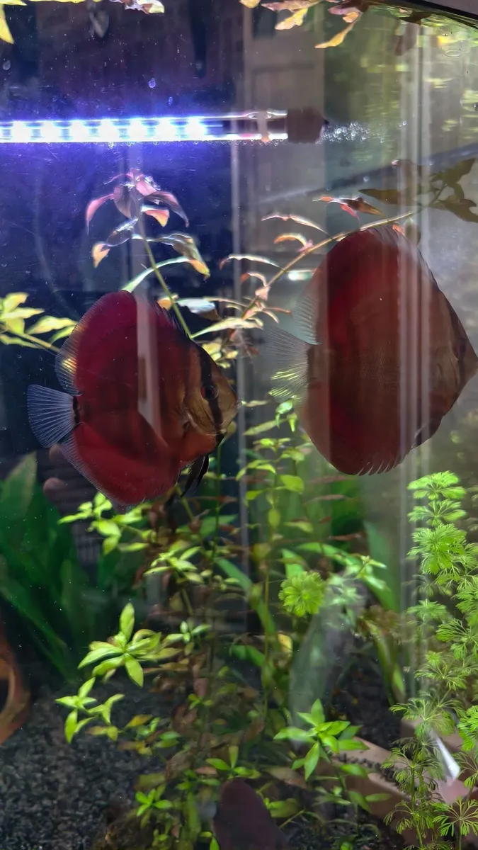 Discus - Image 1