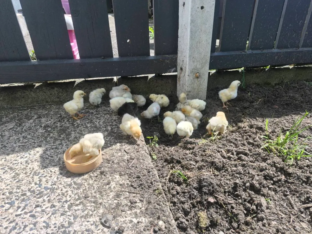 Pure breed chicks - Image 3