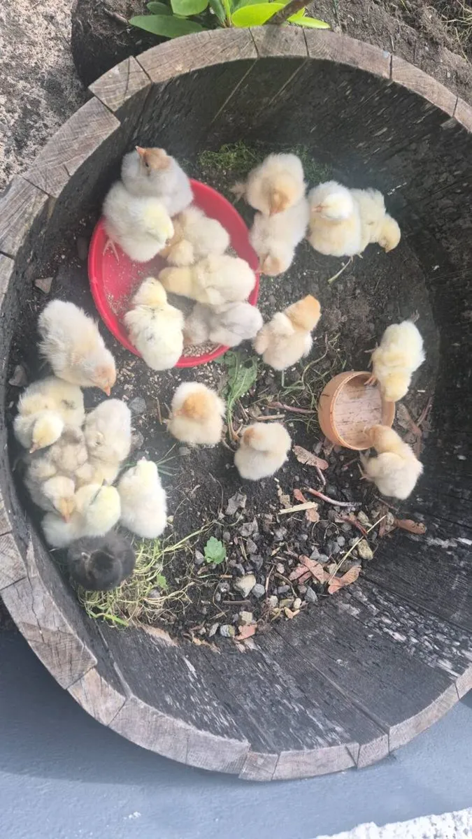 Pure breed chicks - Image 4