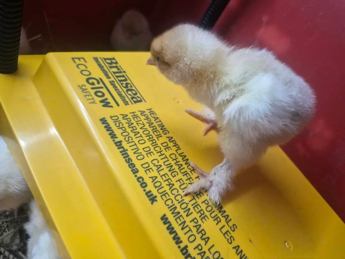 Pure breed chicks - Image 2