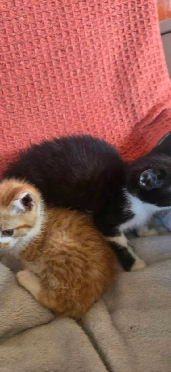 Kittens