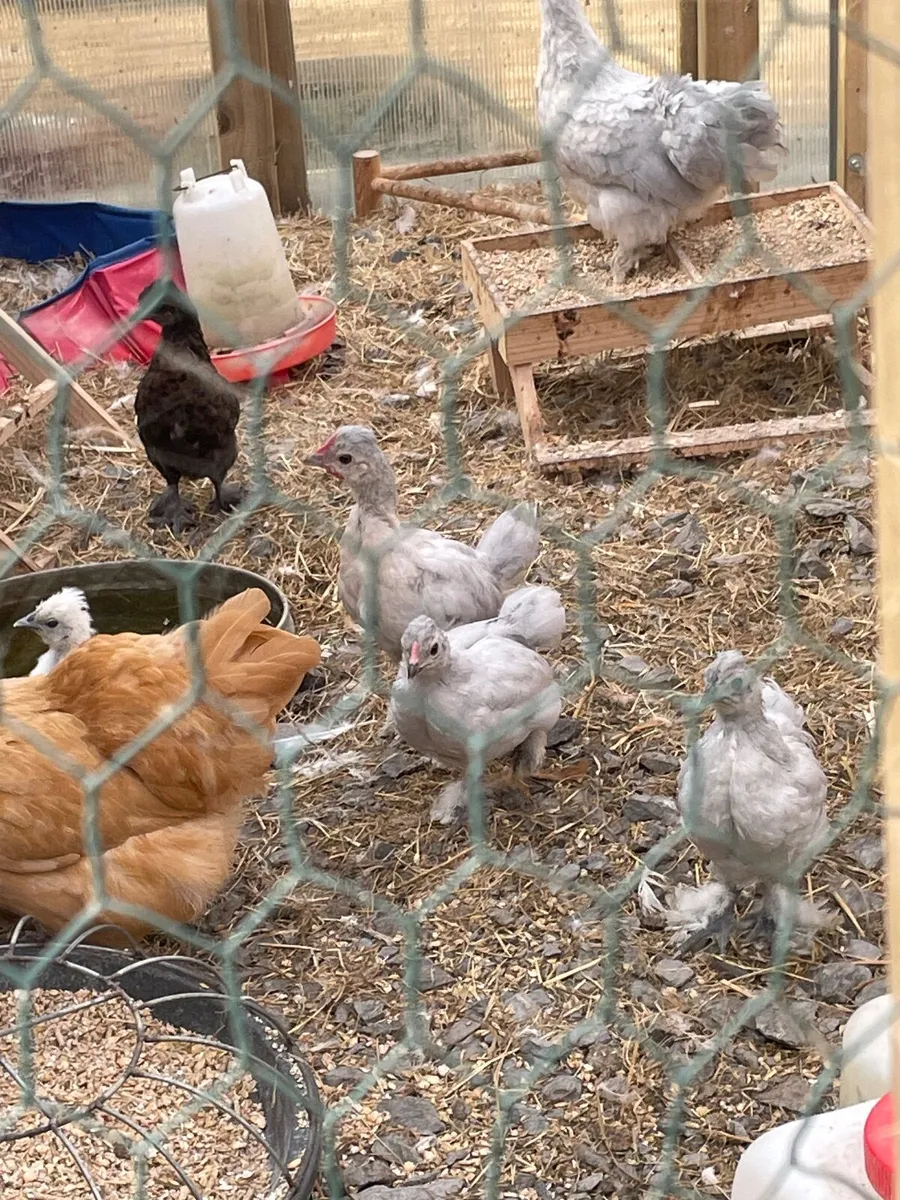 Silkie Hen with chicks, ducklings and rooster - Image 3