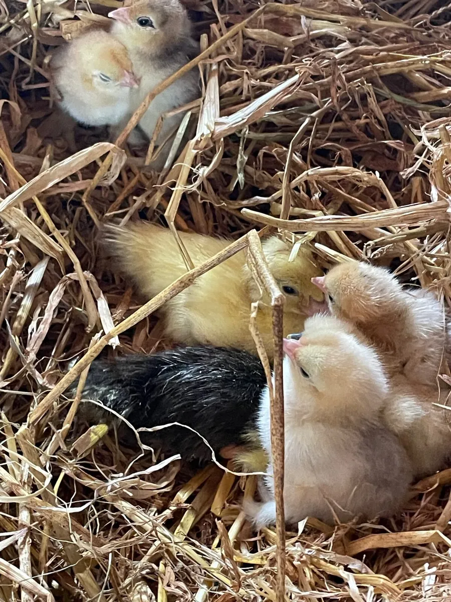 Silkie Hen with chicks, ducklings and rooster - Image 4