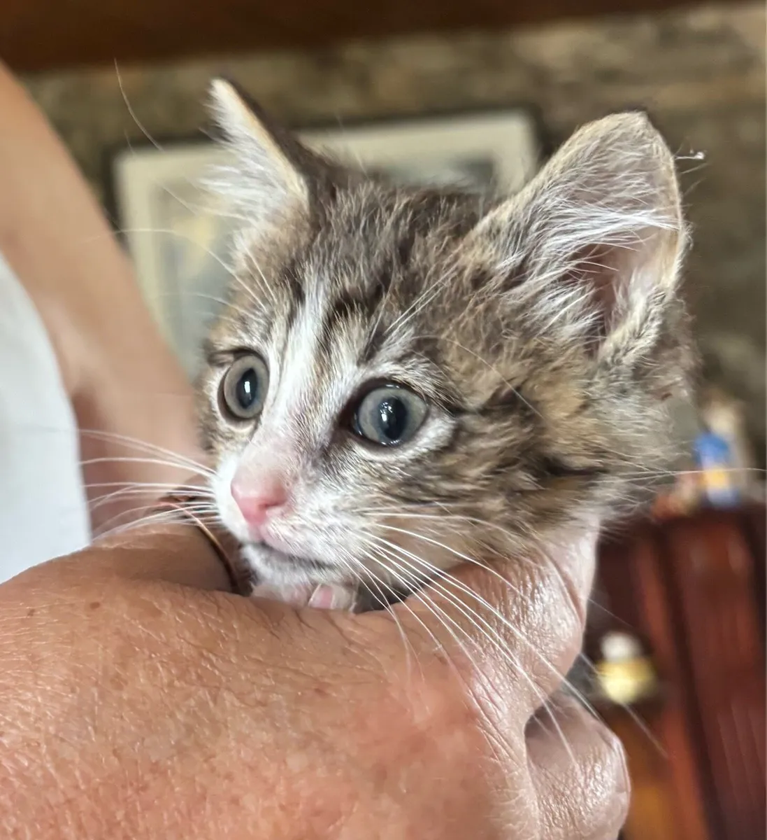 Kittens-kid friendly - Image 3