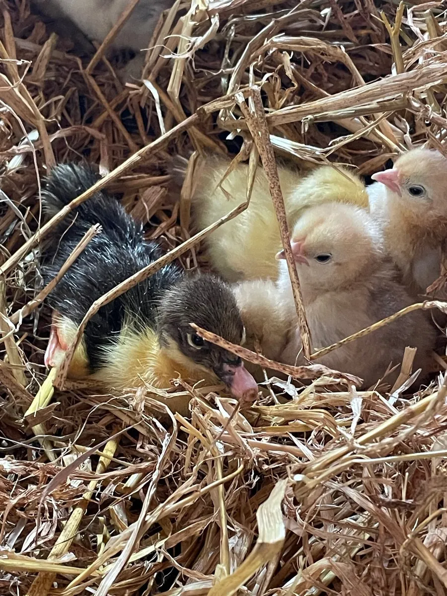 Muscovy ducklings - Image 3