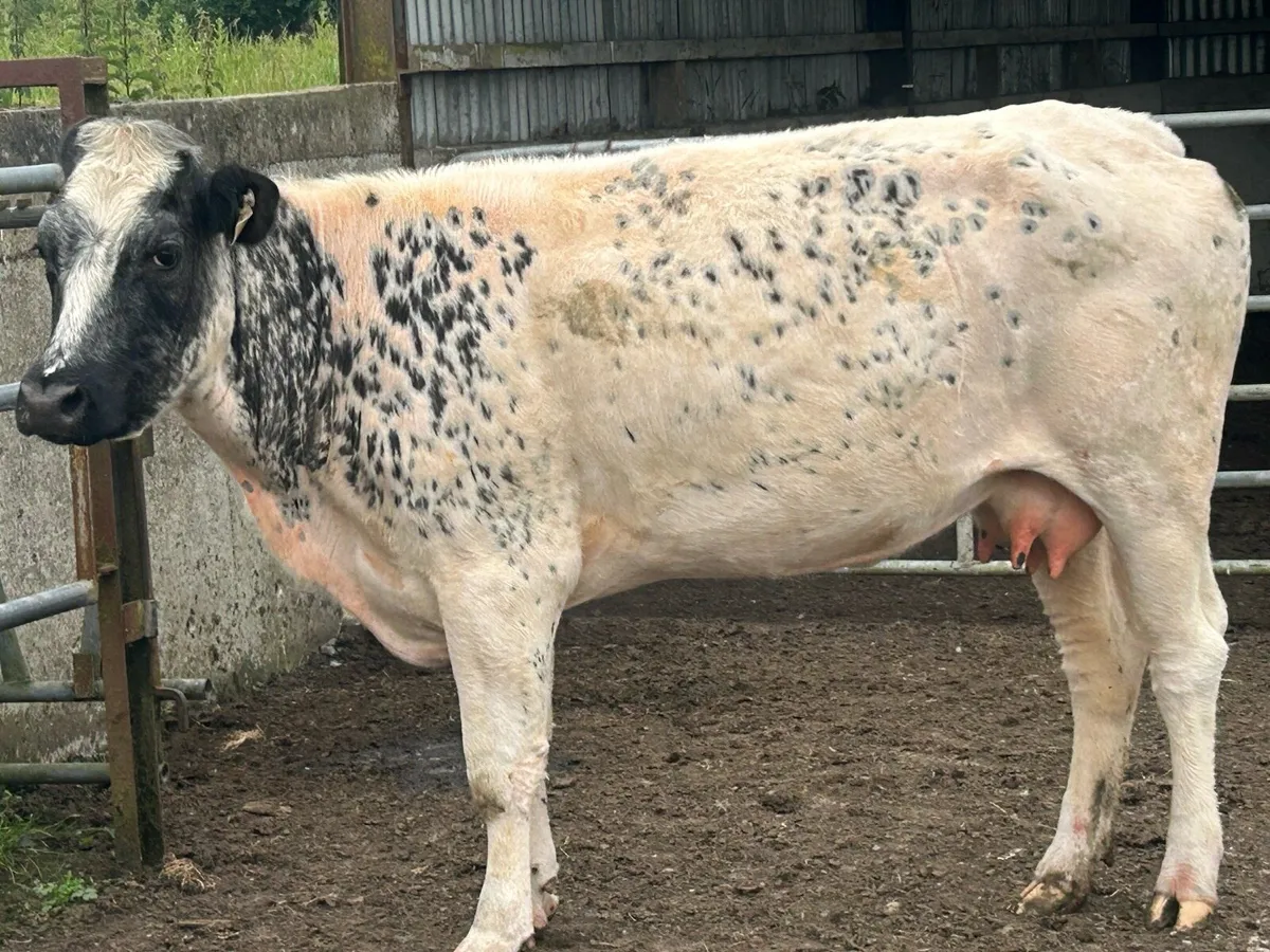 Foster first calved cow - Image 1