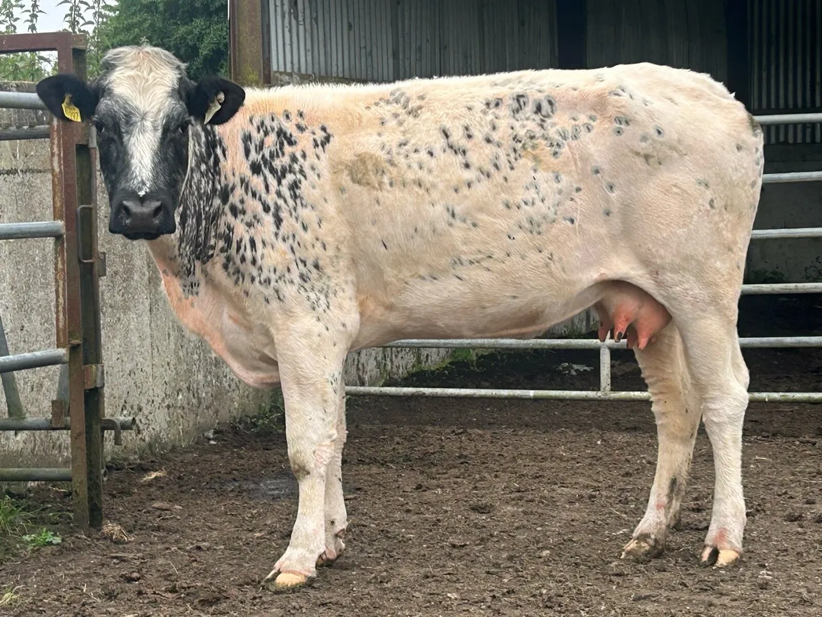 Foster first calved cow - Image 2