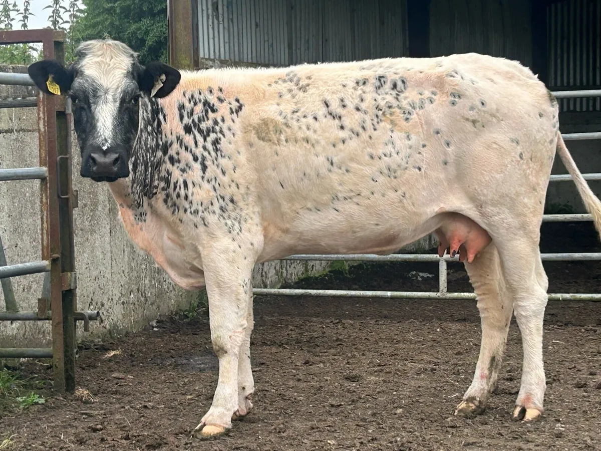 Foster first calved cow - Image 3