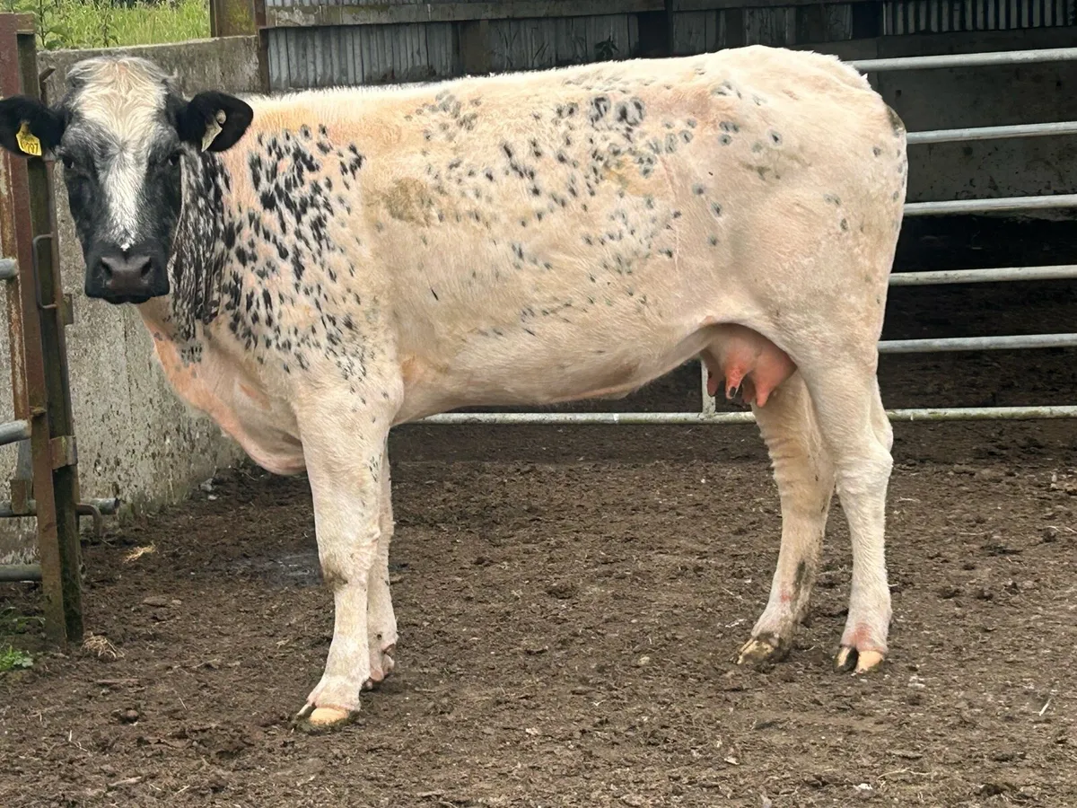 Foster first calved cow - Image 4