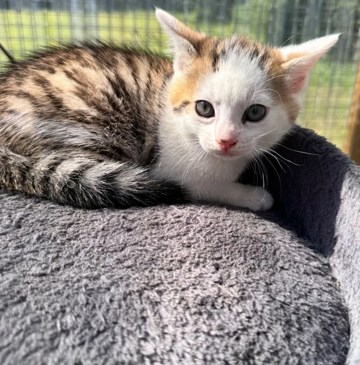 Bengal kittens - Image 2