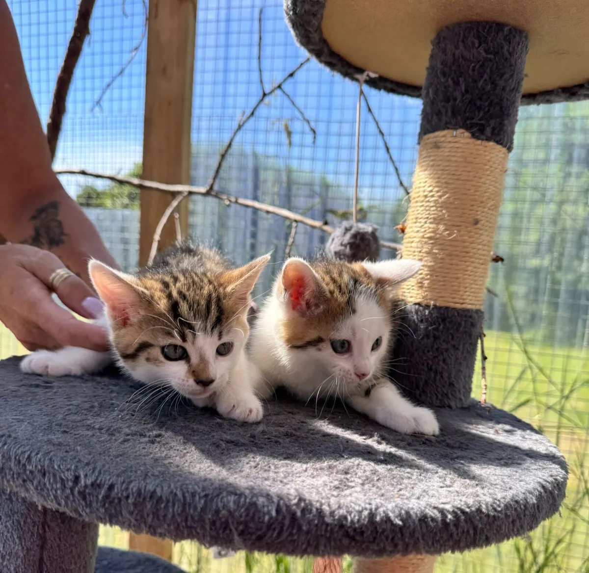 Bengal kittens - Image 3