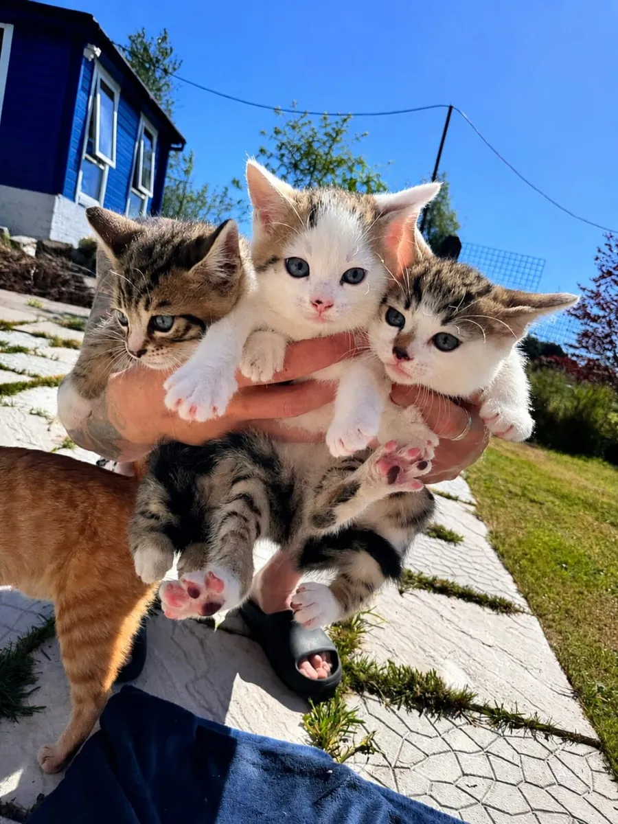 Bengal kittens - Image 4
