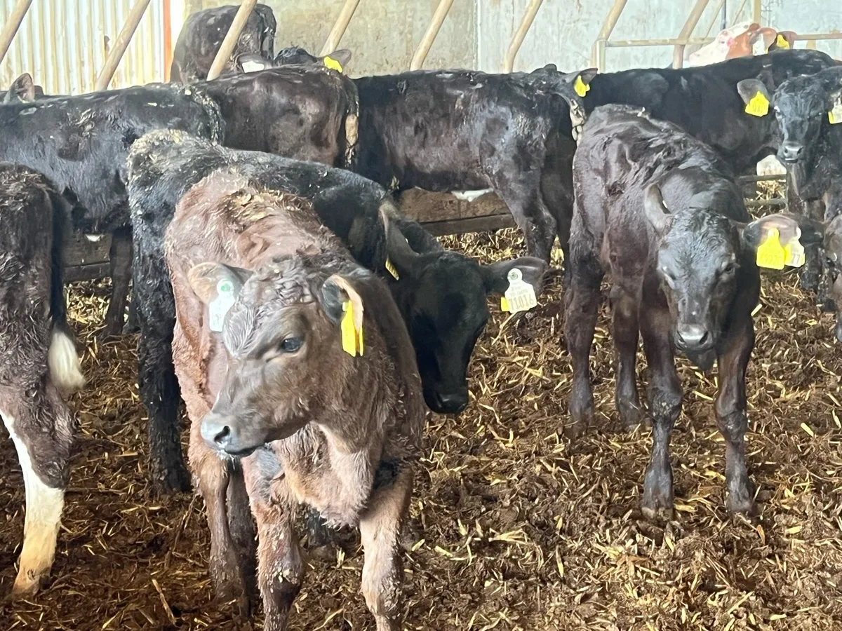 30 WEANED HEIFERS - Image 2