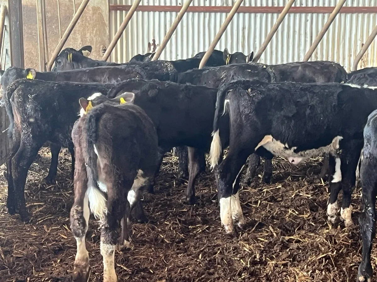 30 WEANED HEIFERS - Image 3