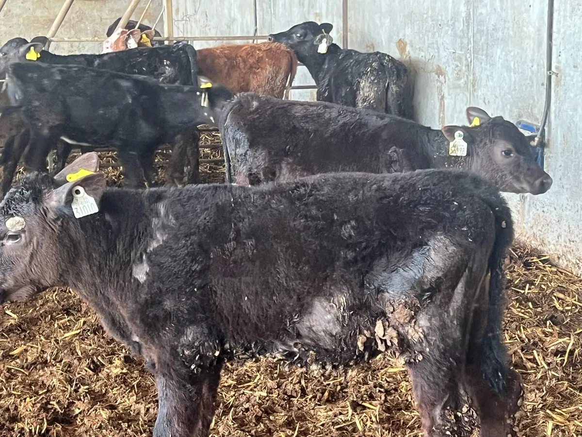 30 WEANED HEIFERS - Image 4