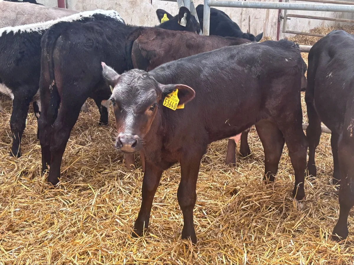 10  reared bull  calves for sale @€595 - Image 2
