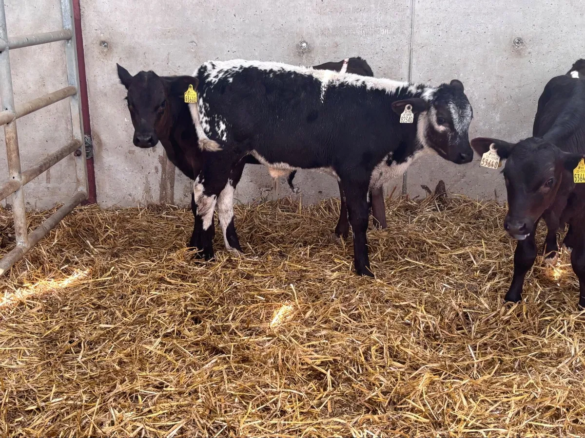 10  reared bull  calves for sale @€595 - Image 3