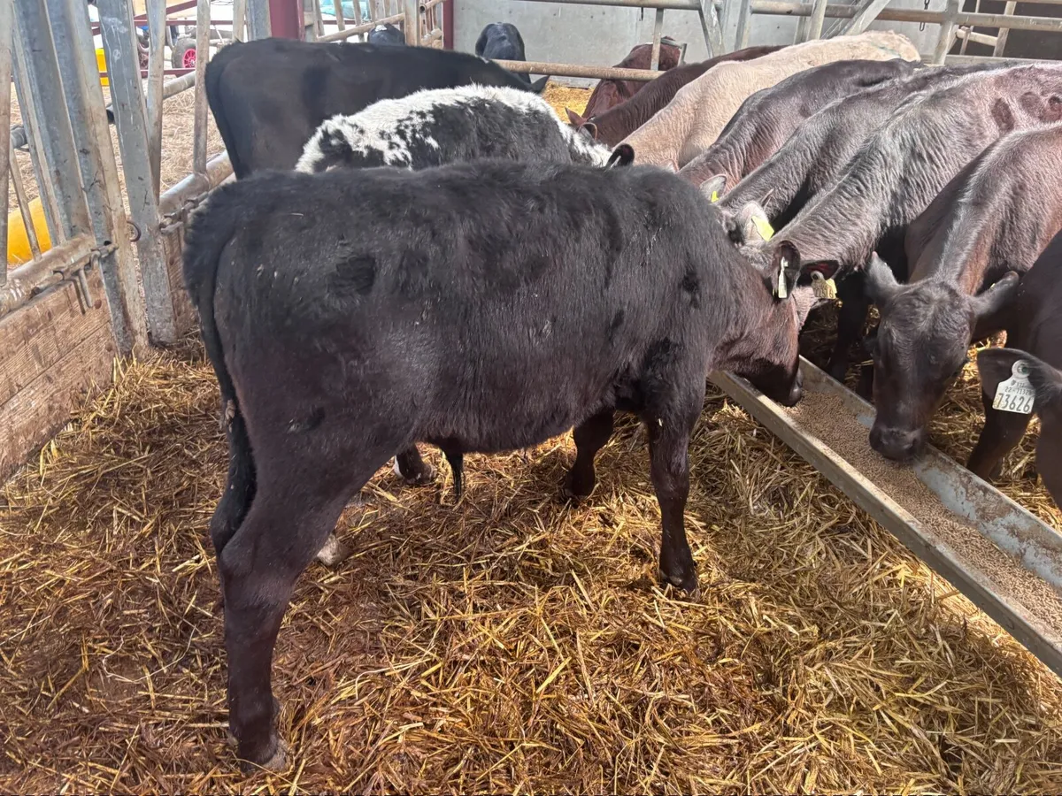 10  reared bull  calves for sale @€595 - Image 4