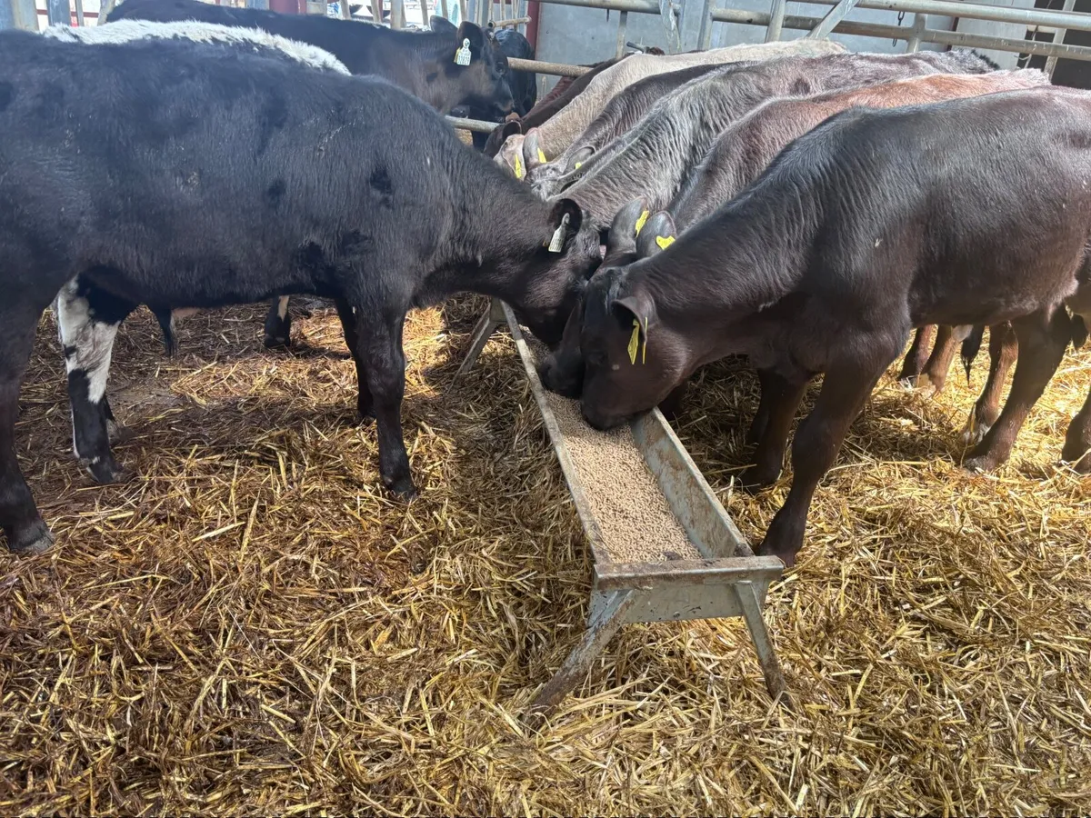 10  reared bull  calves for sale @€595 - Image 1