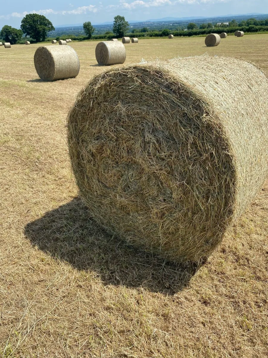 70 bales of hay for sale