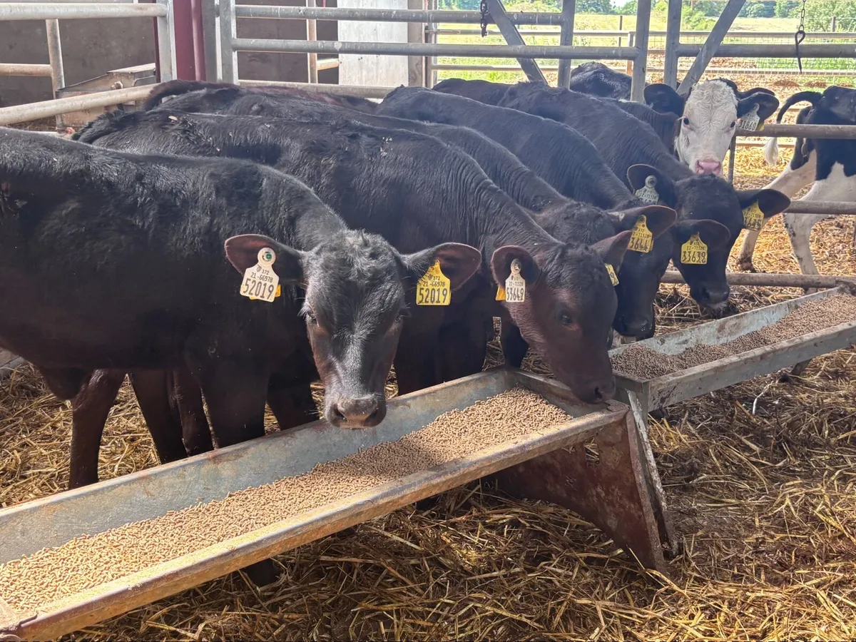 7 reared calves for sale @€460 - Image 2