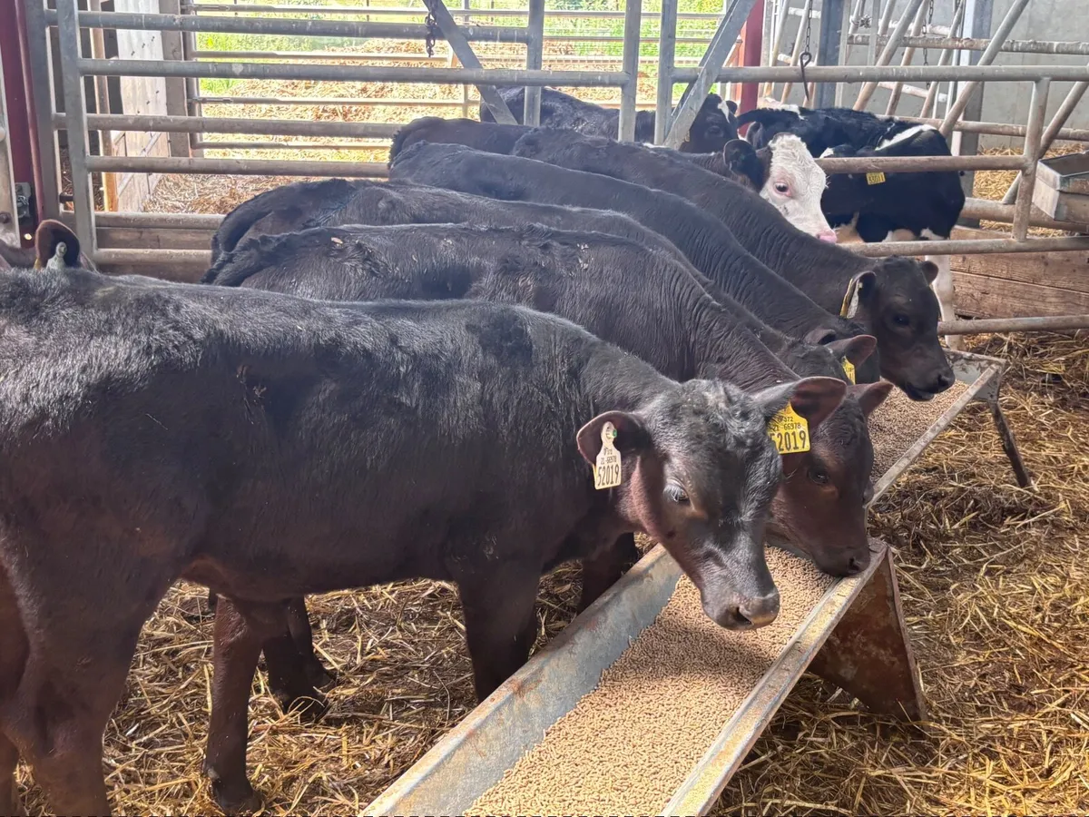 7 reared calves for sale @€460 - Image 1