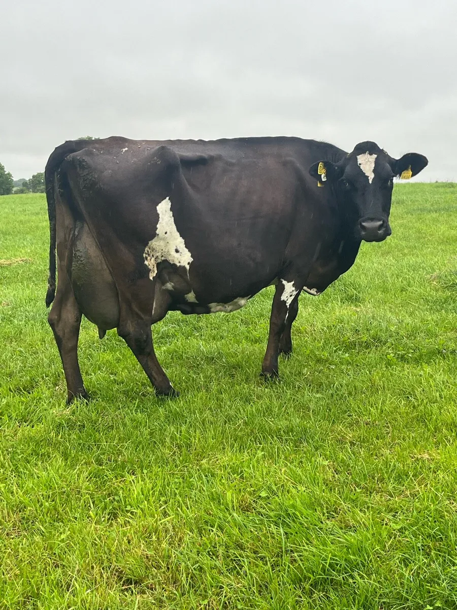 Quiet  cow to rear calves - Image 2