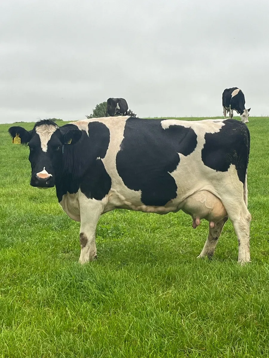 Quiet  cow to rear calves - Image 1