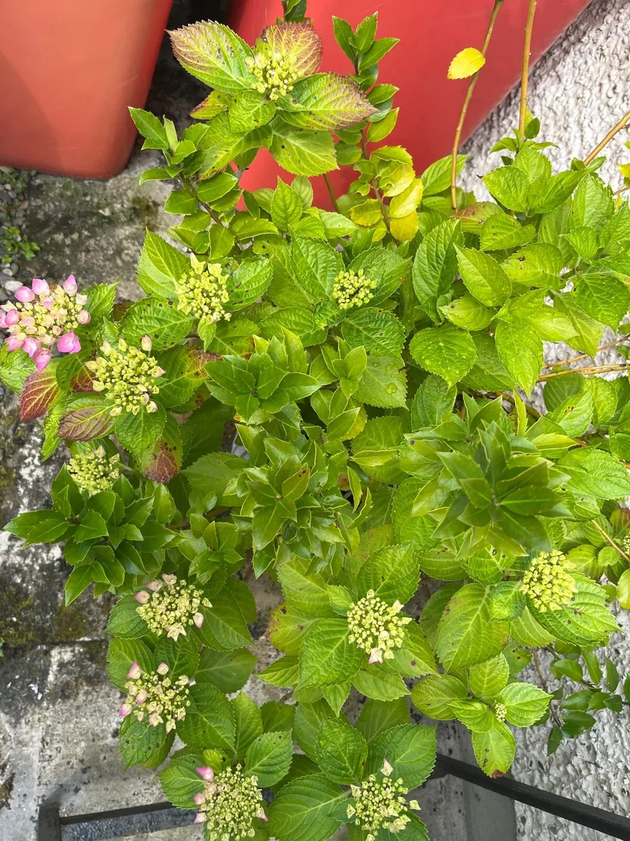 Pink Hydrangea & Holy tree in ceramic big pot - Image 3