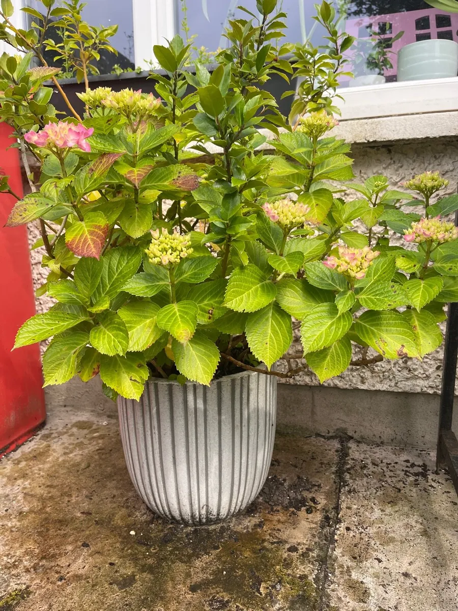 Pink Hydrangea & Holy tree in ceramic big pot - Image 4