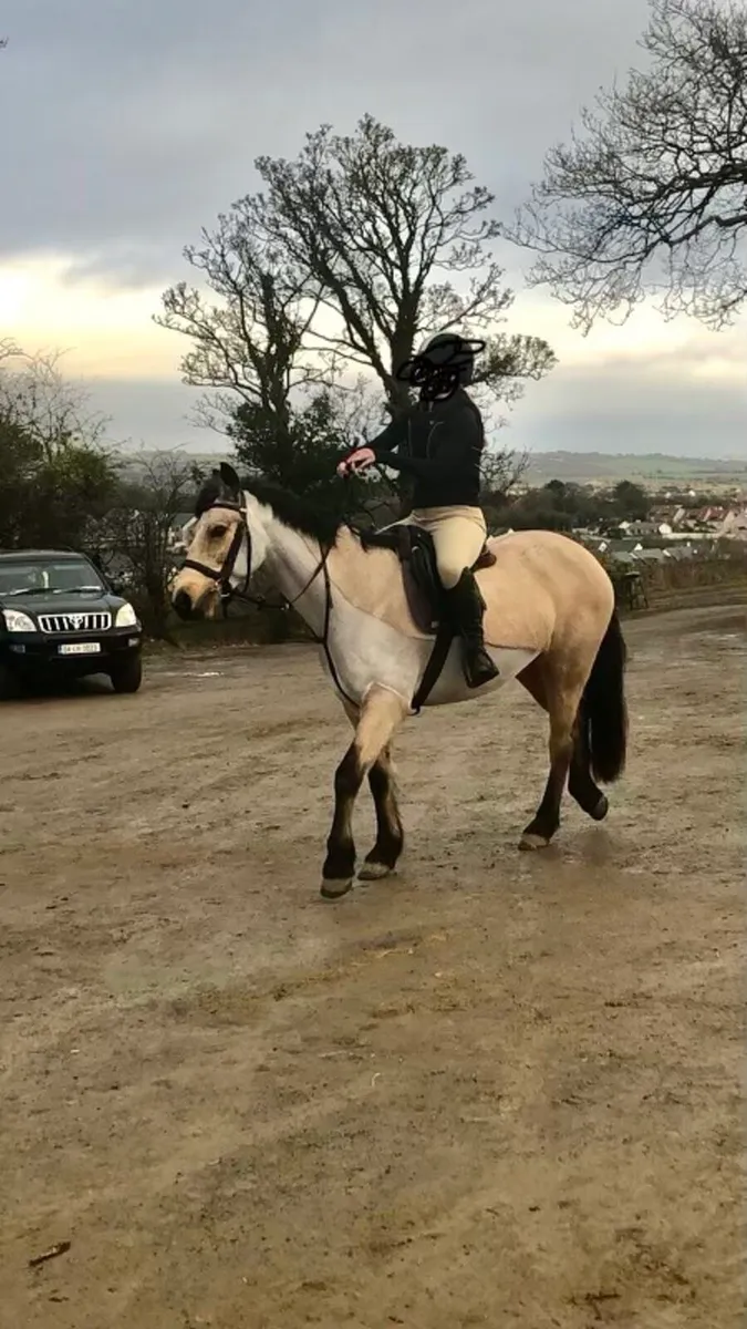 Connemara Mare - Image 1