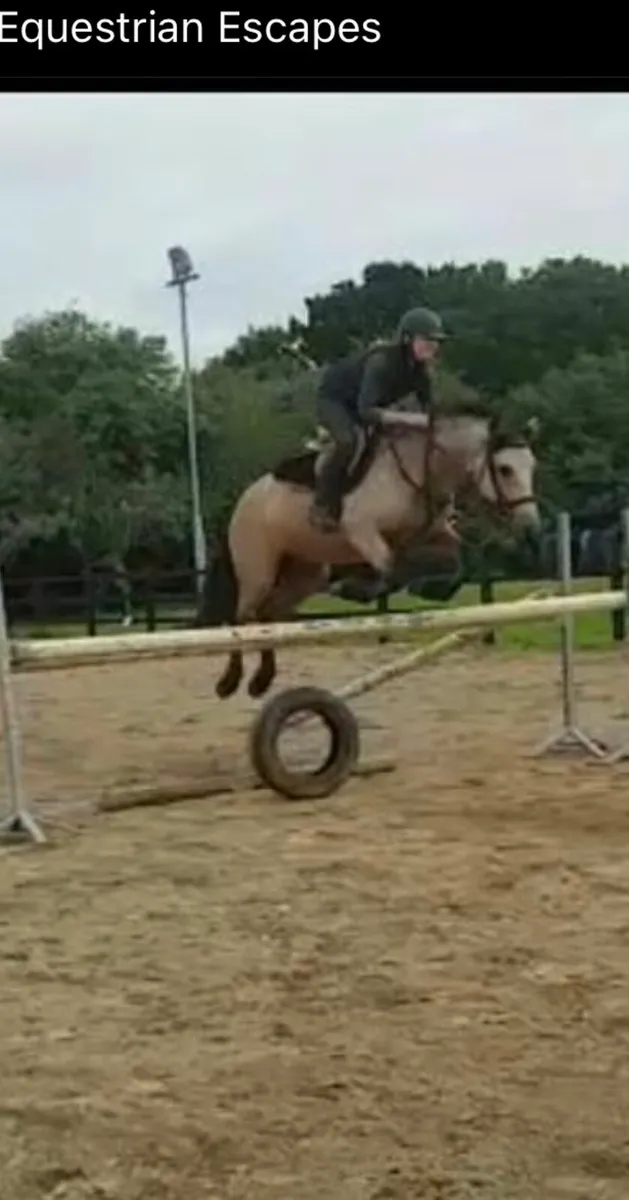 Connemara Mare - Image 2