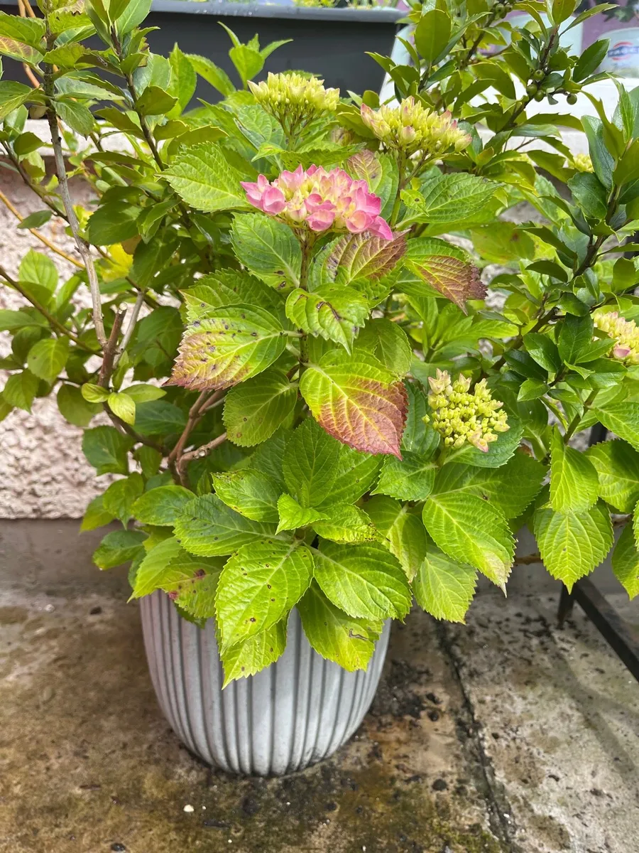 Pink Hydrangea & Holy tree in ceramic big pot - Image 2