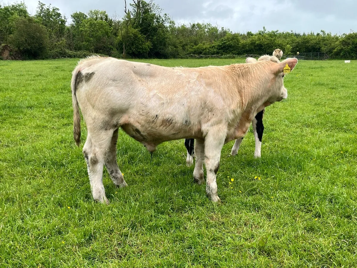 PBR Charolais bull - Image 1
