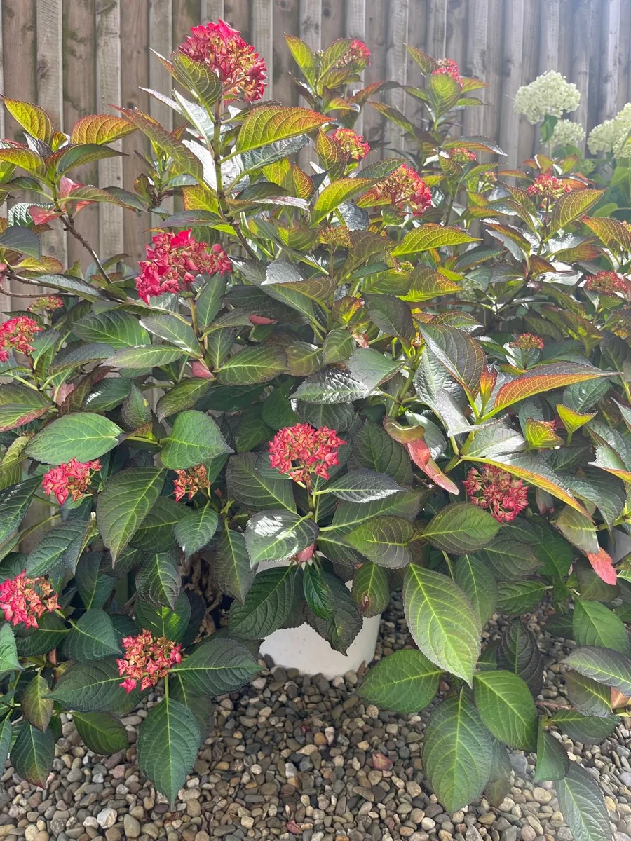 Red colour Hydrangea - Image 2