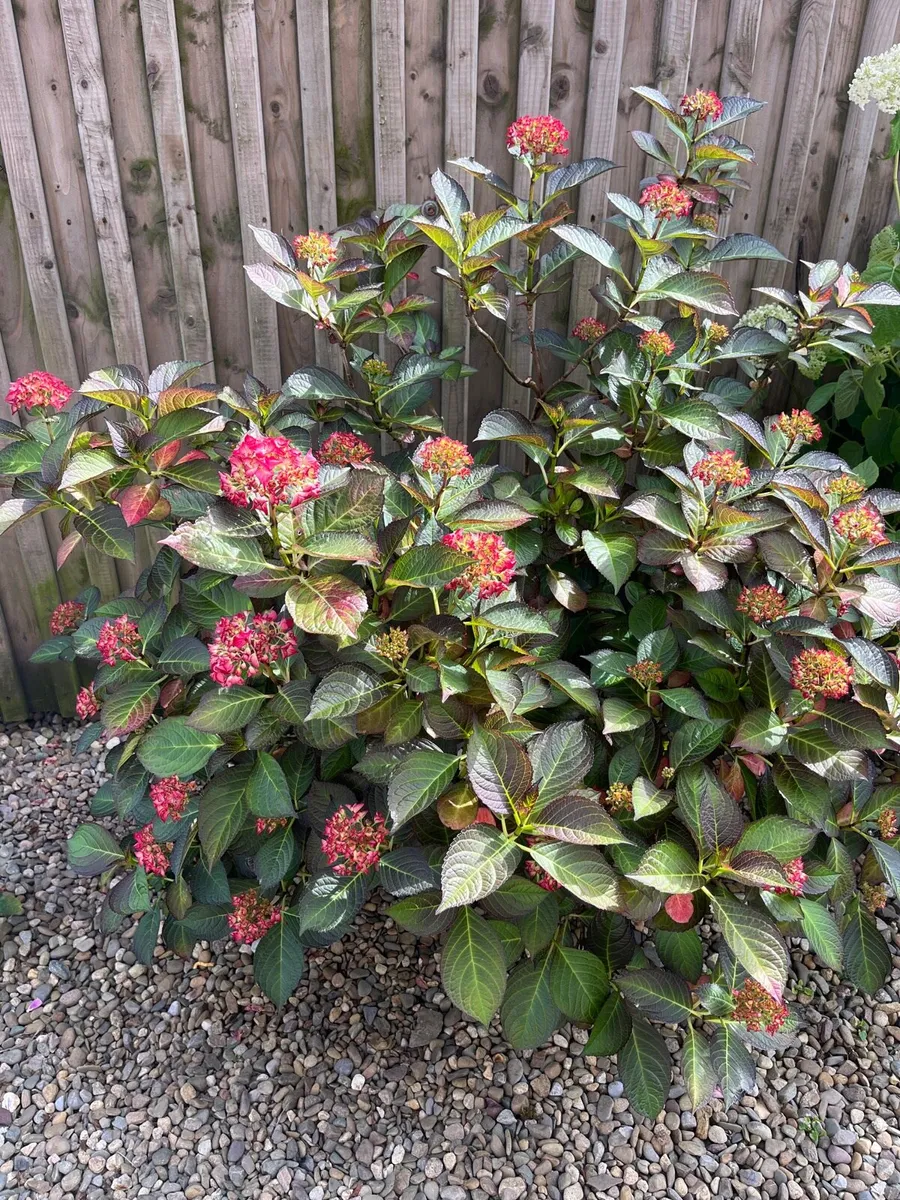 Red colour Hydrangea - Image 1