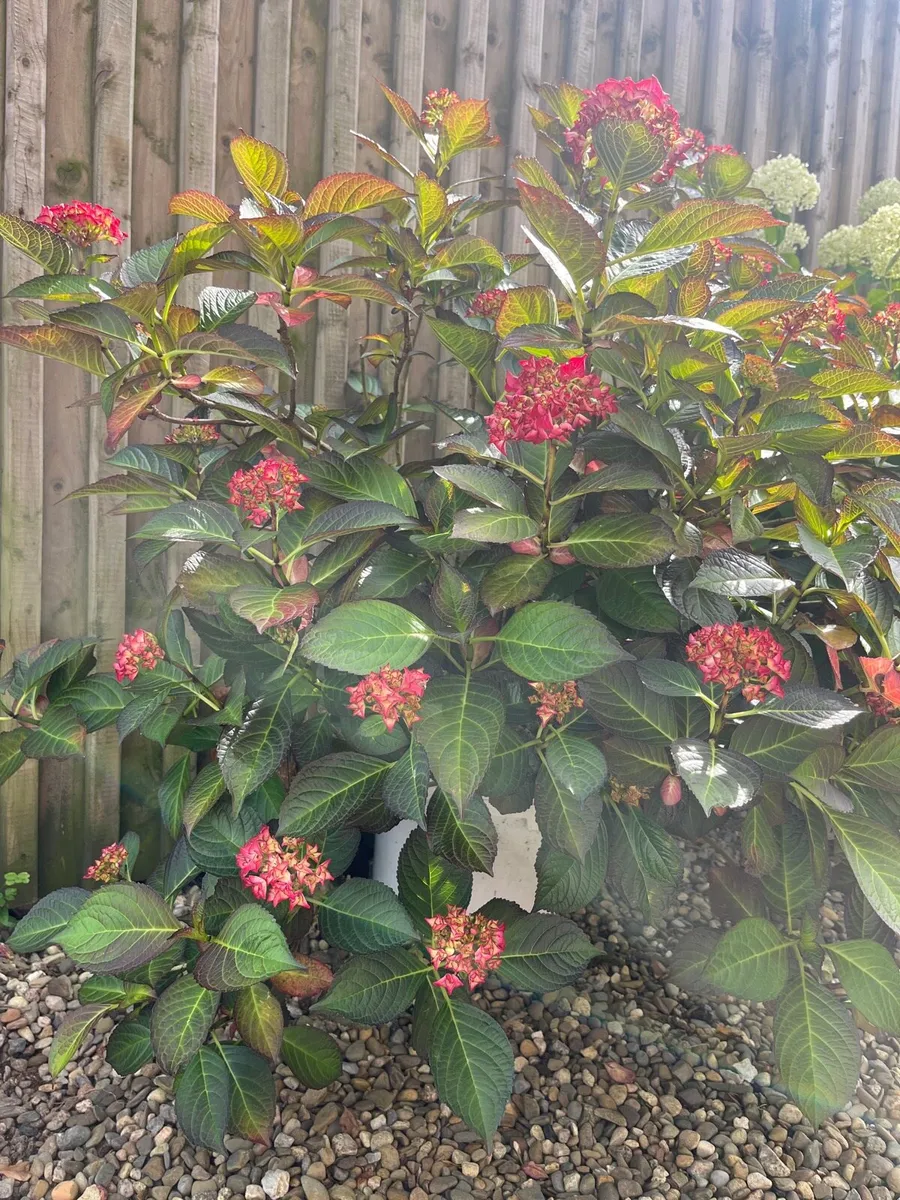 Red colour Hydrangea - Image 3