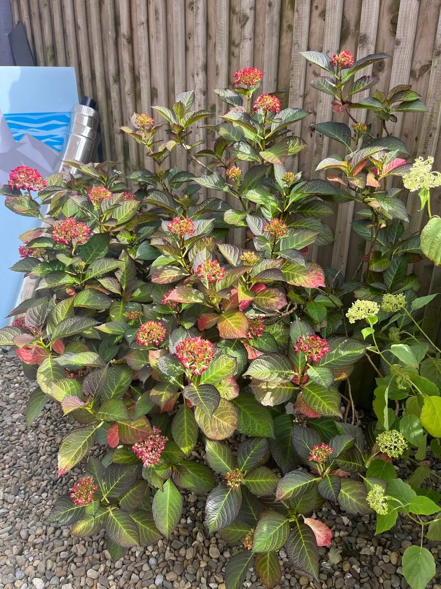 Red colour Hydrangea - Image 4