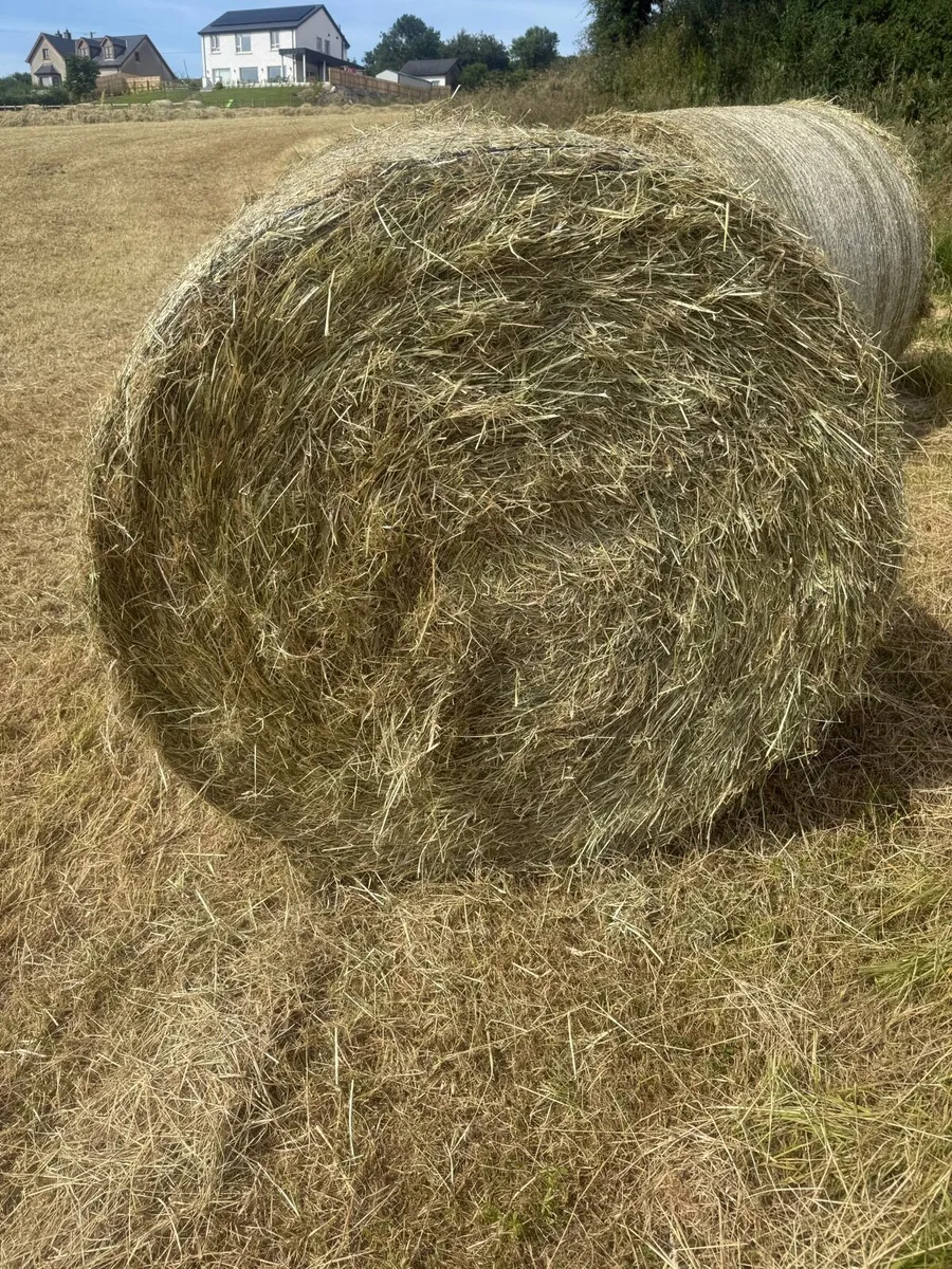 Hay for sale - Image 3