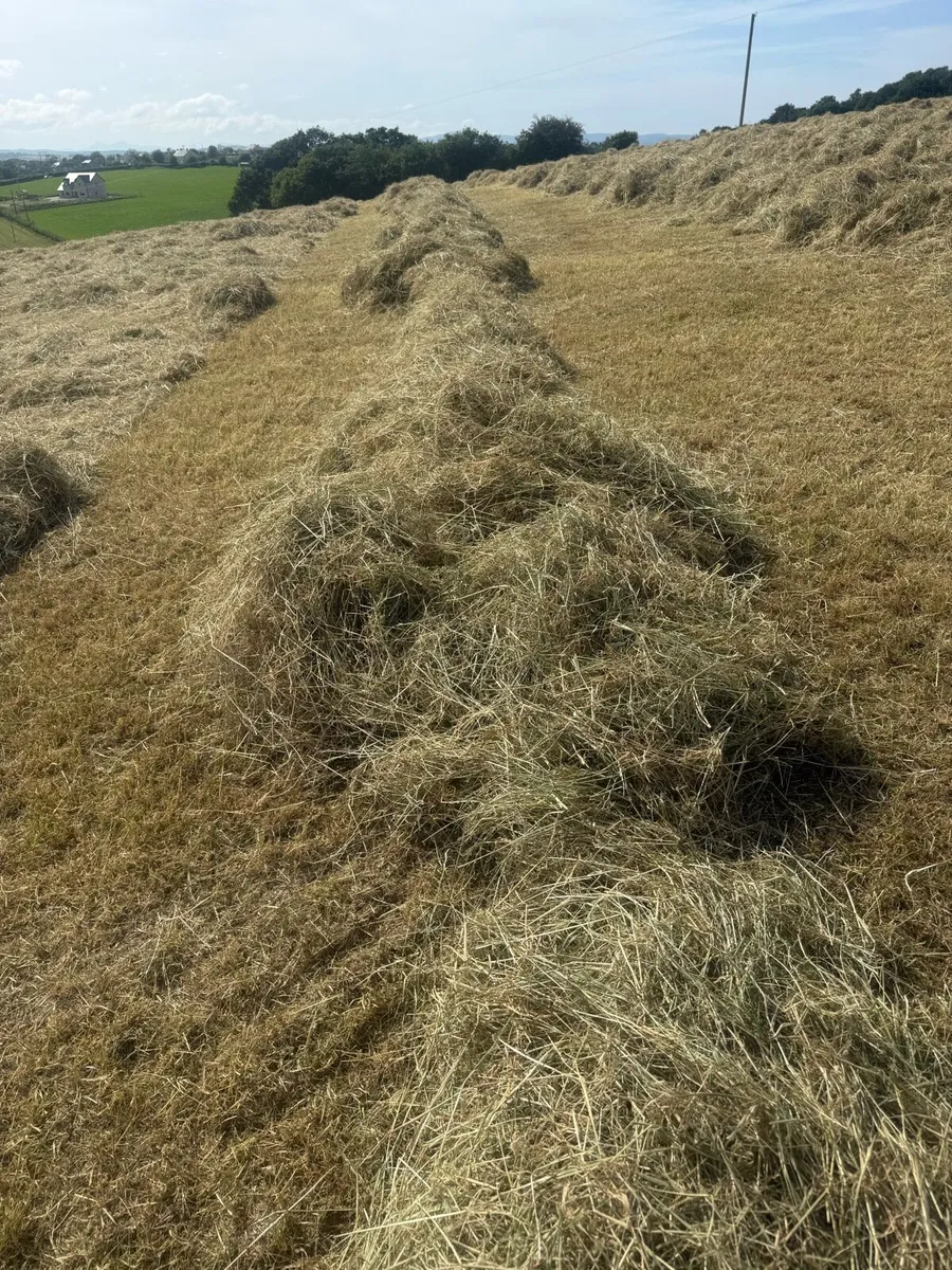 Hay for sale - Image 4